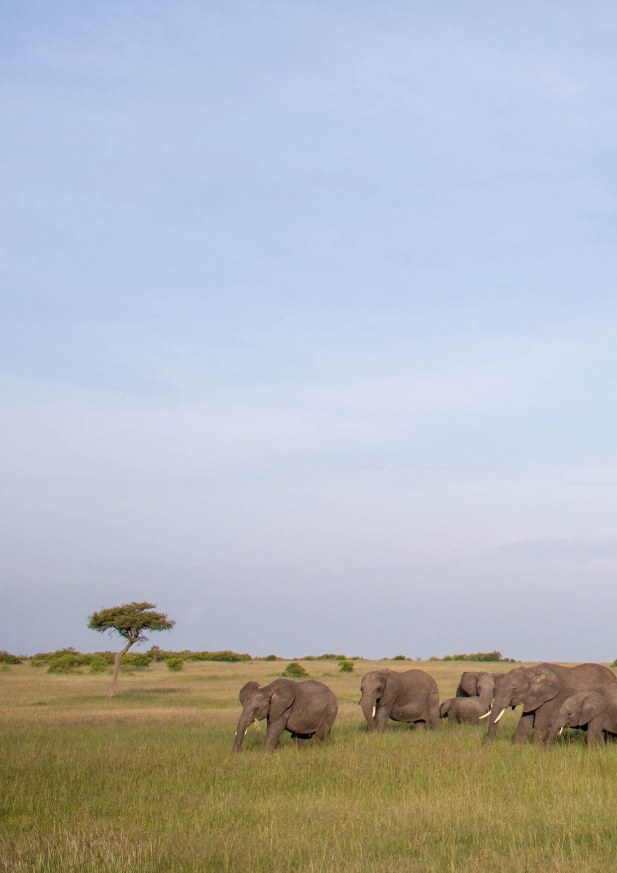 8-Day Magical Kenya Safari Experience